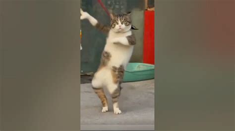 Cute Cat Funny Dance 😀😂 Shorts Dance Youtube