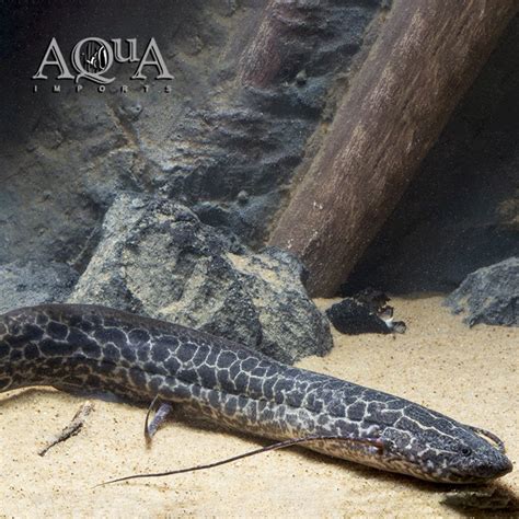 Marbled Lungfish (Protopterus aethiopicus) - Aqua Imports