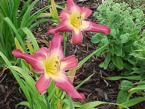 Photo Of The Bloom Of Daylily Hemerocallis Lake Norman Spider