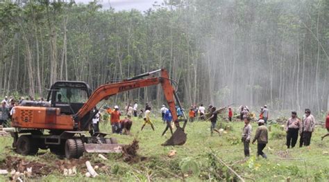 Optimalkan Aset PTPN X Kembali Kelola 4 4 Hektar Lahan Di Jember