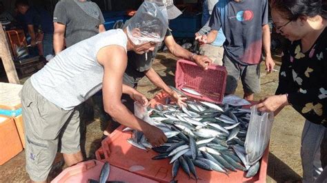 Daftar Harga Ikan Laut Di Tempat Pelelangan Ikan Gorontalo Tribun