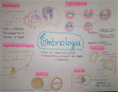 Mapa Mental Sobre Embriologia Study Maps Kulturaupice 10812 Hot Sex