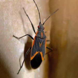 How To Deal With A Boxelder Bug Infestation