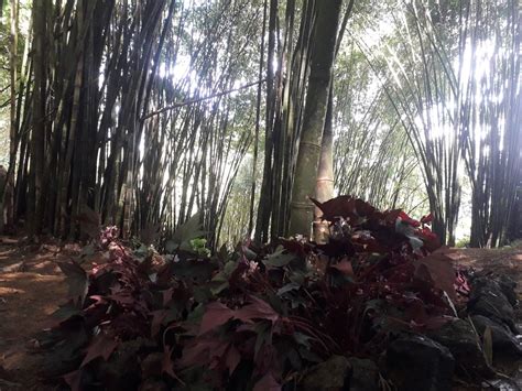 Objek Wisata Hutan Bambu To Kumila Harga Tiket Foto Lokasi