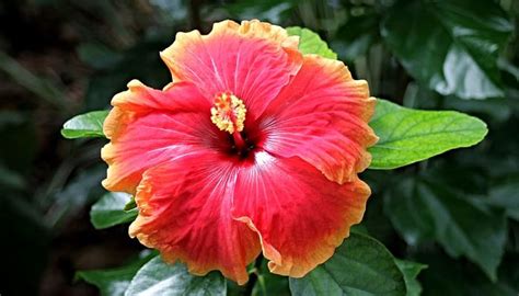 Beneficios Y Propiedades Del Hibisco Gu A Completa