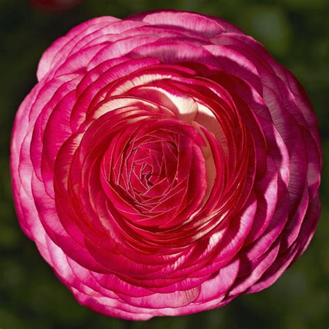 RANUNCULUS Asiaticus MAGIC ROSE DELIGHT Muller Seeds