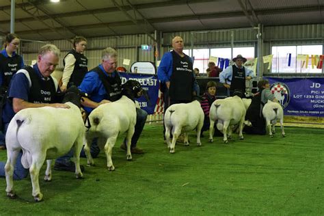 Dorper Sheep Society Australia Photos Category Dssa National Show