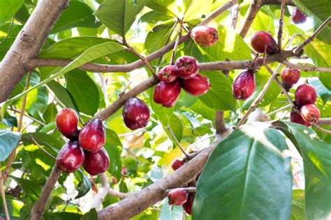 Cara Menanam Jambu Jamaika Mudah Dan Cepat Berbuah Berkebun