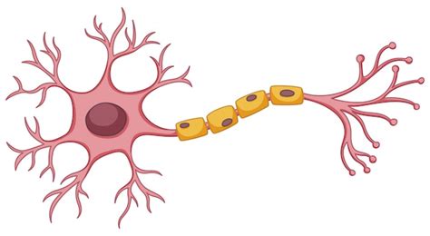 Neuron Cartoon Images - Free Download on Freepik