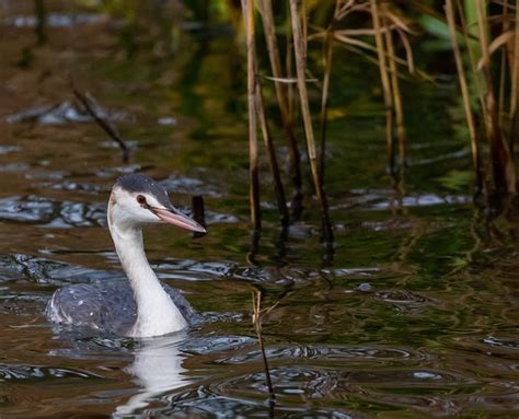 Great Crested Grebe Winter Plumage - Free photo on Pixabay - Pixabay