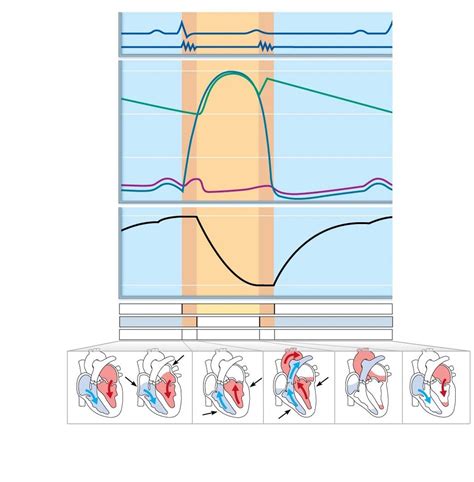 Cardiac Cycle Diagram Quizlet