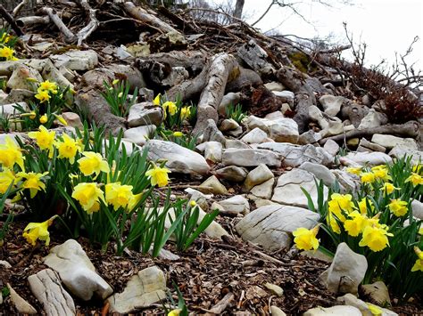 Narzissen Rundwanderung Orvin Les Pr S D Orvin Cabane Du Jura