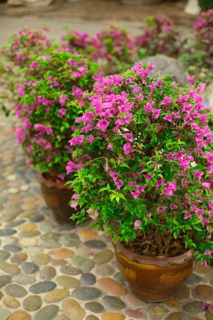 Premium Photo Bougainvillea Plant Grows In Pots In A Park