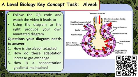 A Level Biology Gas Movement In The Alveoli In 2022 A Level Biology