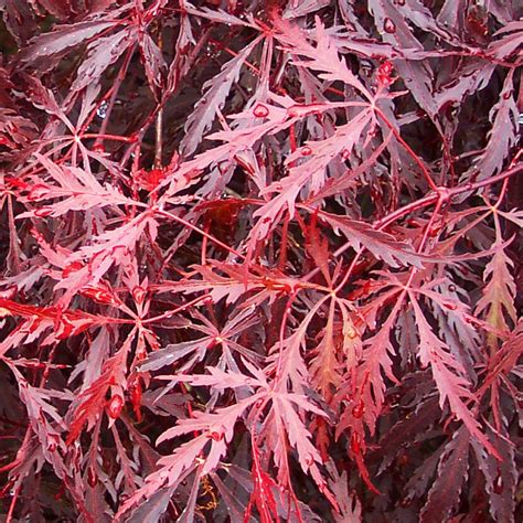 Acer Palmatum Dissectum Tamukeyama Dwarf Japanese Maple Trees