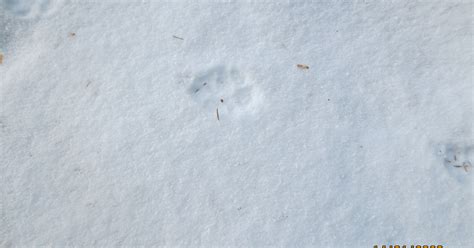 Was F R Eine Tierf Hrte Wolf In Au Erhalb Salzburgs Sch Ne Heimat