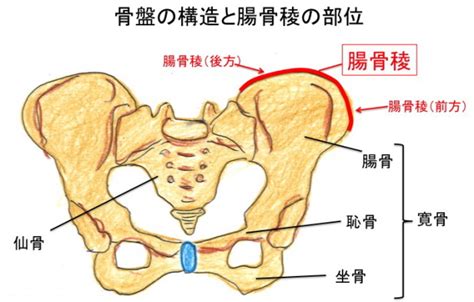 上半身をねじったり、前屈すると骨盤が痛い！（腸骨稜骨端症） 古東整形外科・リウマチ科