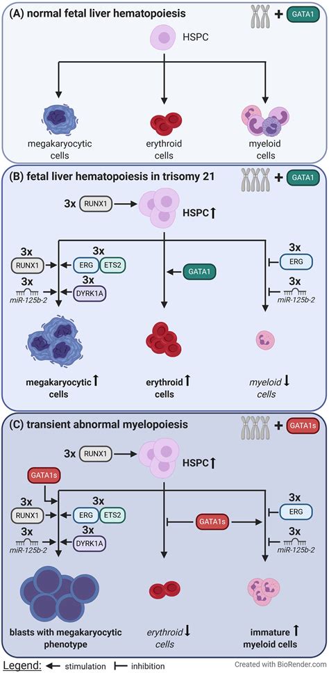 Frontiers Molecular Mechanisms Of The Genetic Predisposition To Acute