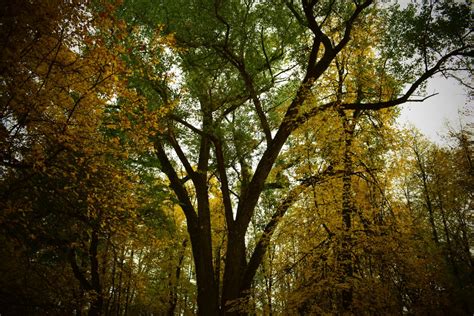 Fotos gratis árbol naturaleza bosque rama planta luz de sol