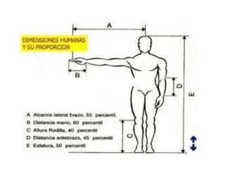 Antropometr A Ppt Descarga Gratuita
