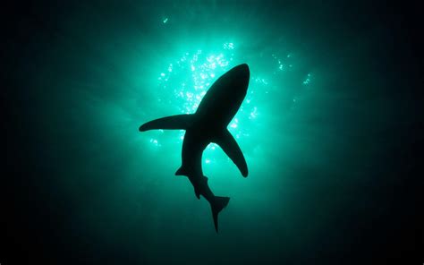 Shark Attack Wallpapers - Top Free Shark Attack Backgrounds - WallpaperAccess