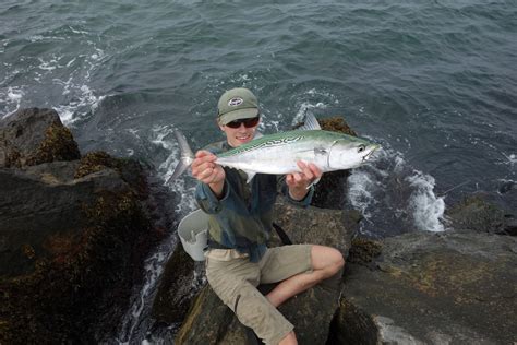 Connecticut Fly Angler Species Profile Little Tunny