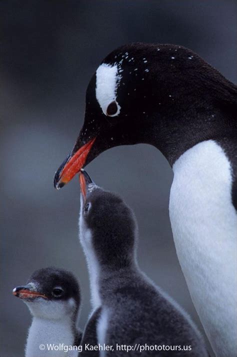 Gentoo penguin is feeding its chicks — Photo Tours