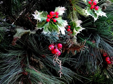 Christmas Holly Free Stock Photo Public Domain Pictures