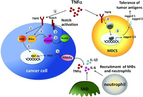 Crosstalk Between Notch And Tumor Necrosis Factor Tnf In The