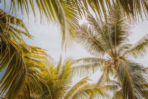 Palm Trees Leaves Coconuts Coconut Free Photo On Pixabay Pixabay