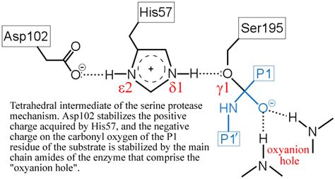 CHEM 440 - Cataytic triad