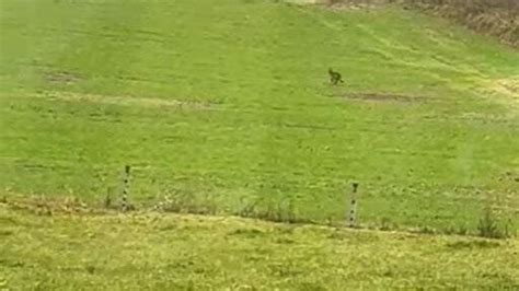 Video Aus Mittelsinn Ist Wieder Ein Wolf Im Spessart