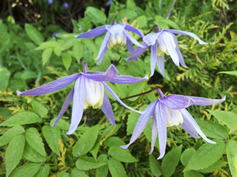 Acheter Clematis Alpina Cl Matite Des Alpes Commandez En Ligne Au