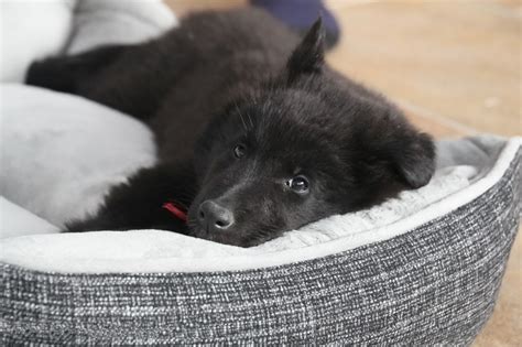 7 Best German Shepherd Dog Beds | German Shepherd Dog HQ