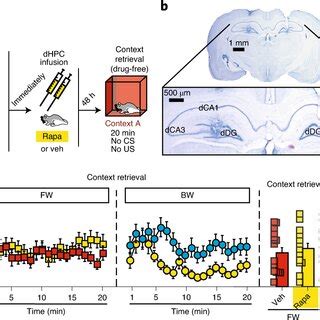 Covert Retrieval Of A Contextual Fear Memory Results In A Labile Memory