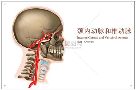 颈内动脉和椎动脉的概观医疗插画插画图片下载 正版图片401790455 摄图网