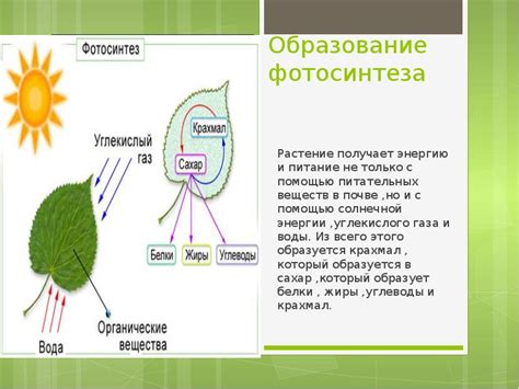 Фотосинтез и дыхание растений (6 класс)