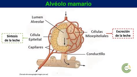 Anatom A De La Gl Ndula Mamaria Youtube