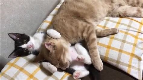 子猫の腹枕で寝るひのき 【蔵出し動画】 Youtube