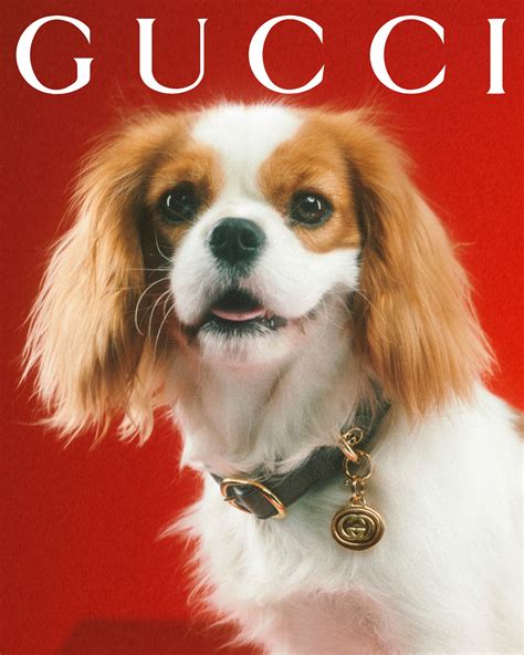 Gucci Pet Collection Is Introduced