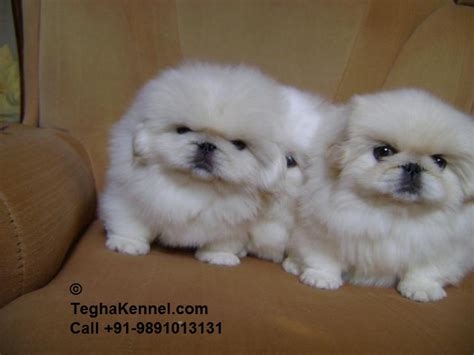 White Pekingese Puppies for sale – Dog Kennel