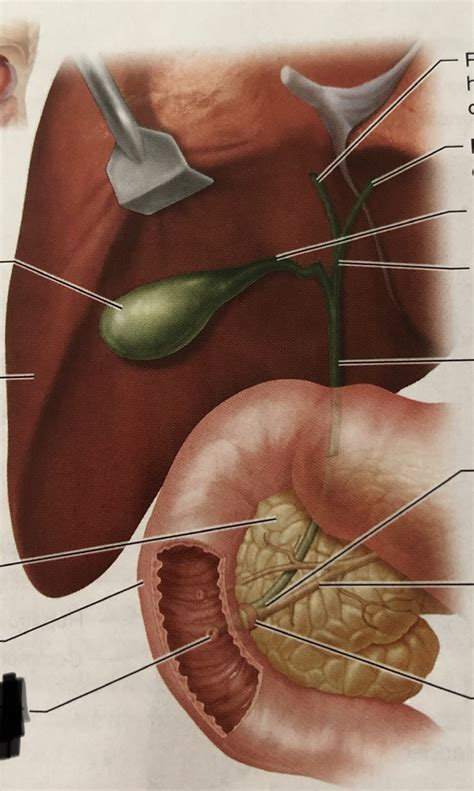 Liverpancreas Ducts Diagram Quizlet