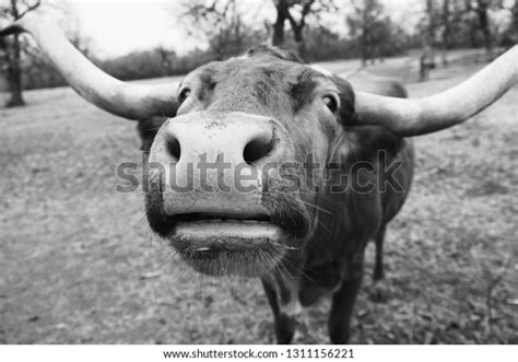 780 Texas Longhorn Cow Closeup Images, Stock Photos & Vectors ...