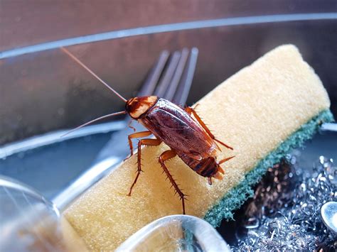 Liminez Les Blattes De Jardin De Votre Maison D Couvrez Les