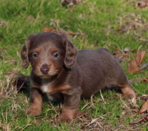 AKC Miniature Dachshund Puppies Accepting Deposits Rare Colors For Sale