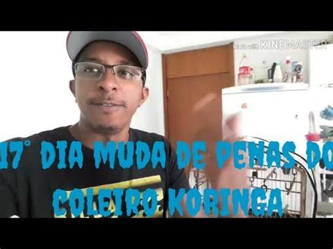 Dia Muda De Penas Do Coleiro Koringa Mano Tom Youtube