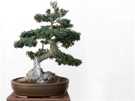 Growing and Caring for an Olive Tree Bonsai (Olea) | Florgeous