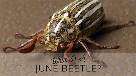 What Is A June Bug Science Trends