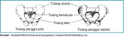 Skeleton Rangka Apendikuler Struktur Dan Fungsiblog Info