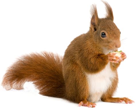 Squirrel Png